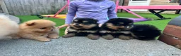 Pomeranian dogs for sale: Gorgeous Pomeranian's available   - Advert 5