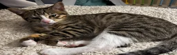 Mixed Breed cats for sale: Bengal x Tabby mixbreed. - Advert 6