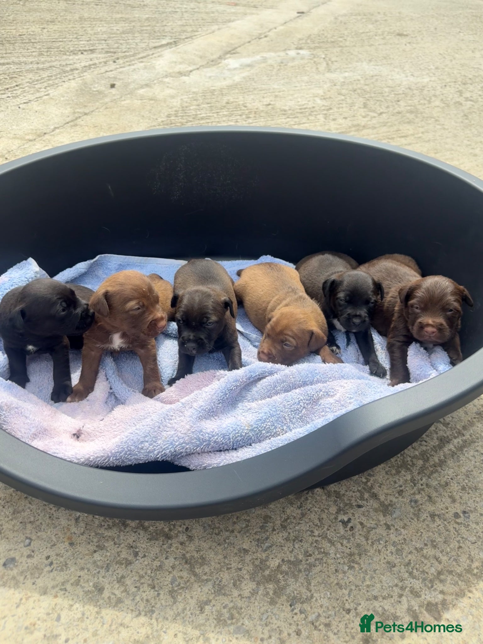 Patterdale Terrier dogs Patterdale Puppies - Advert 1
