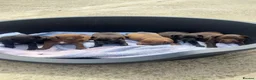 Patterdale Terrier dogs for sale: Patterdale Puppies - Advert 1