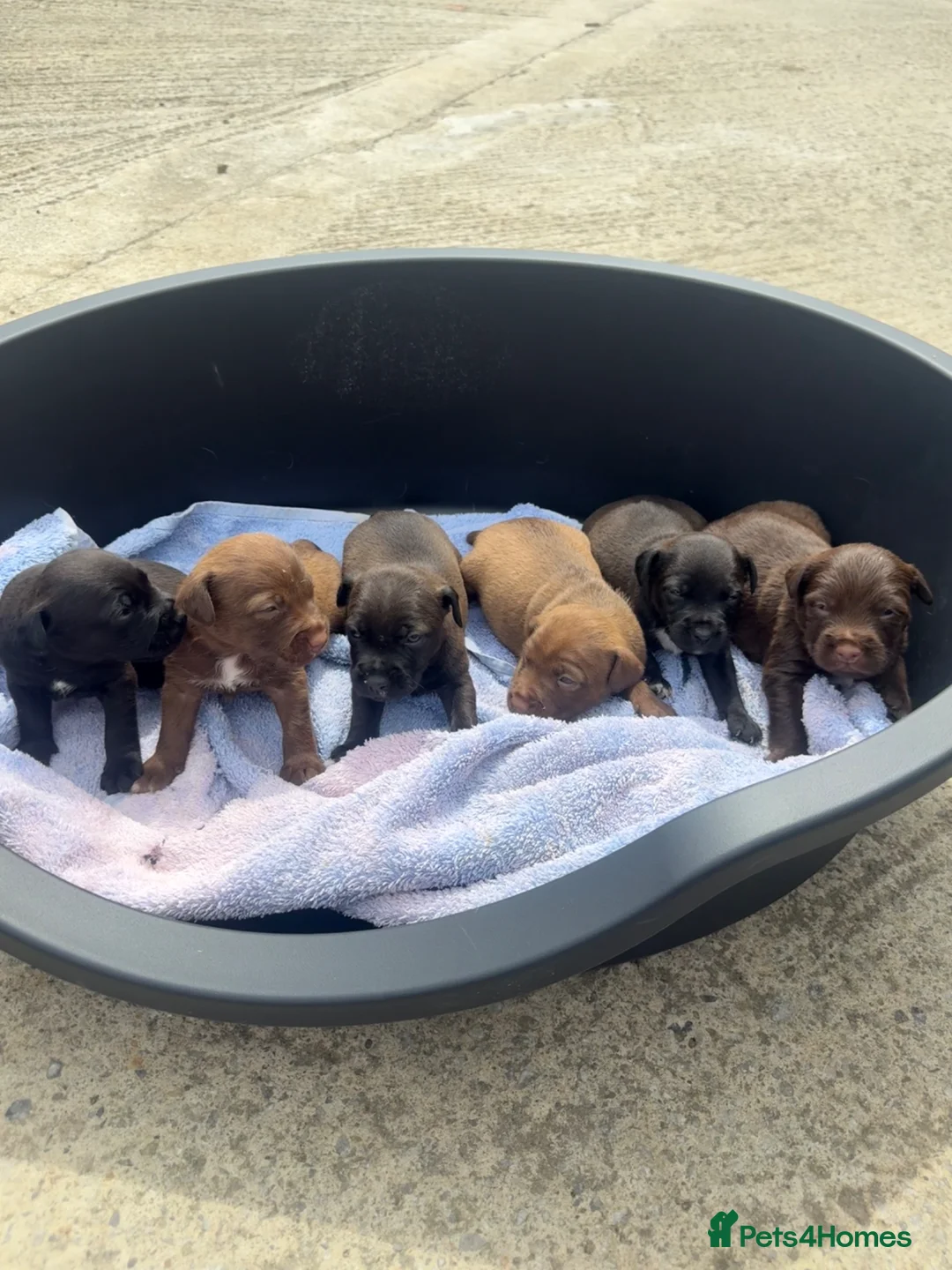 Patterdale Terrier dogs for sale: Patterdale Puppies - Advert 1