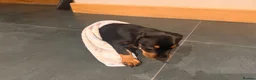 Dobermann dogs for sale: Doberman Champion health tested pup  - Advert 7