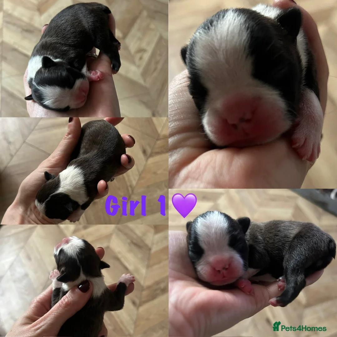 Boston Terrier dogs for sale: Willow’s Lovely Puppies 🐾 - Advert 7