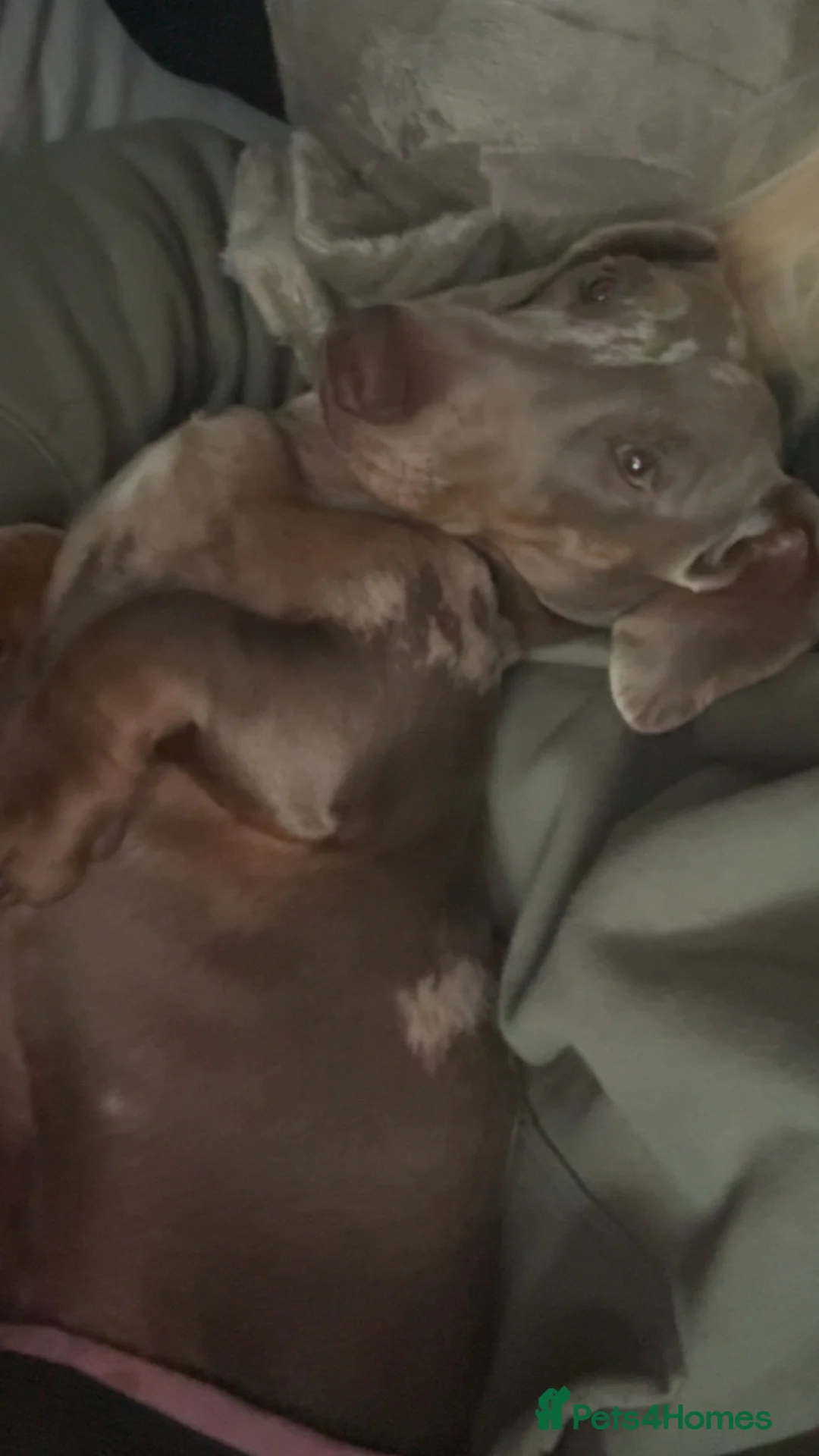 Dachshund dogs for sale: Male dachshund  in Northwich - Advert 3