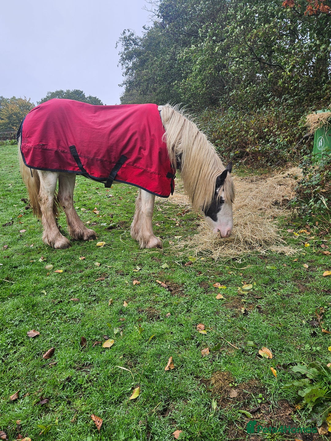 Irish Cob horses for sale: 13.3hh  coloured mare cob  - Image 8