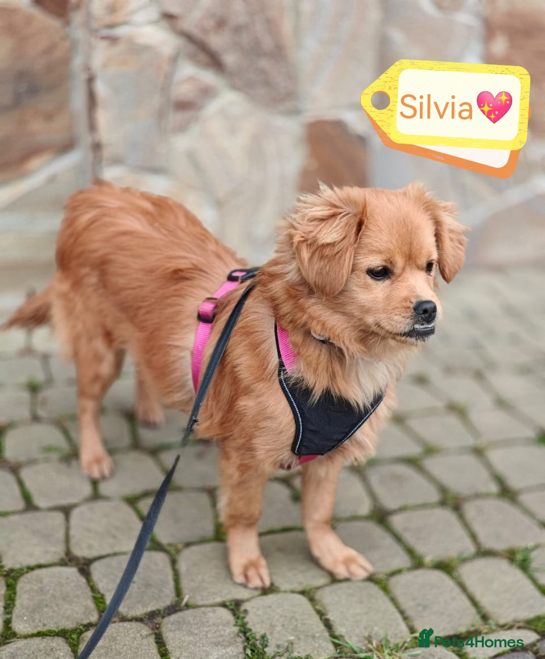 Mixed Breed dogs for adoption: 💖🐶 SILVIA 🐶💖 - Advert 3
