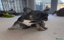 French Bulldog dogs for sale: Beautiful Boy Frenchie Puppy - Image 18