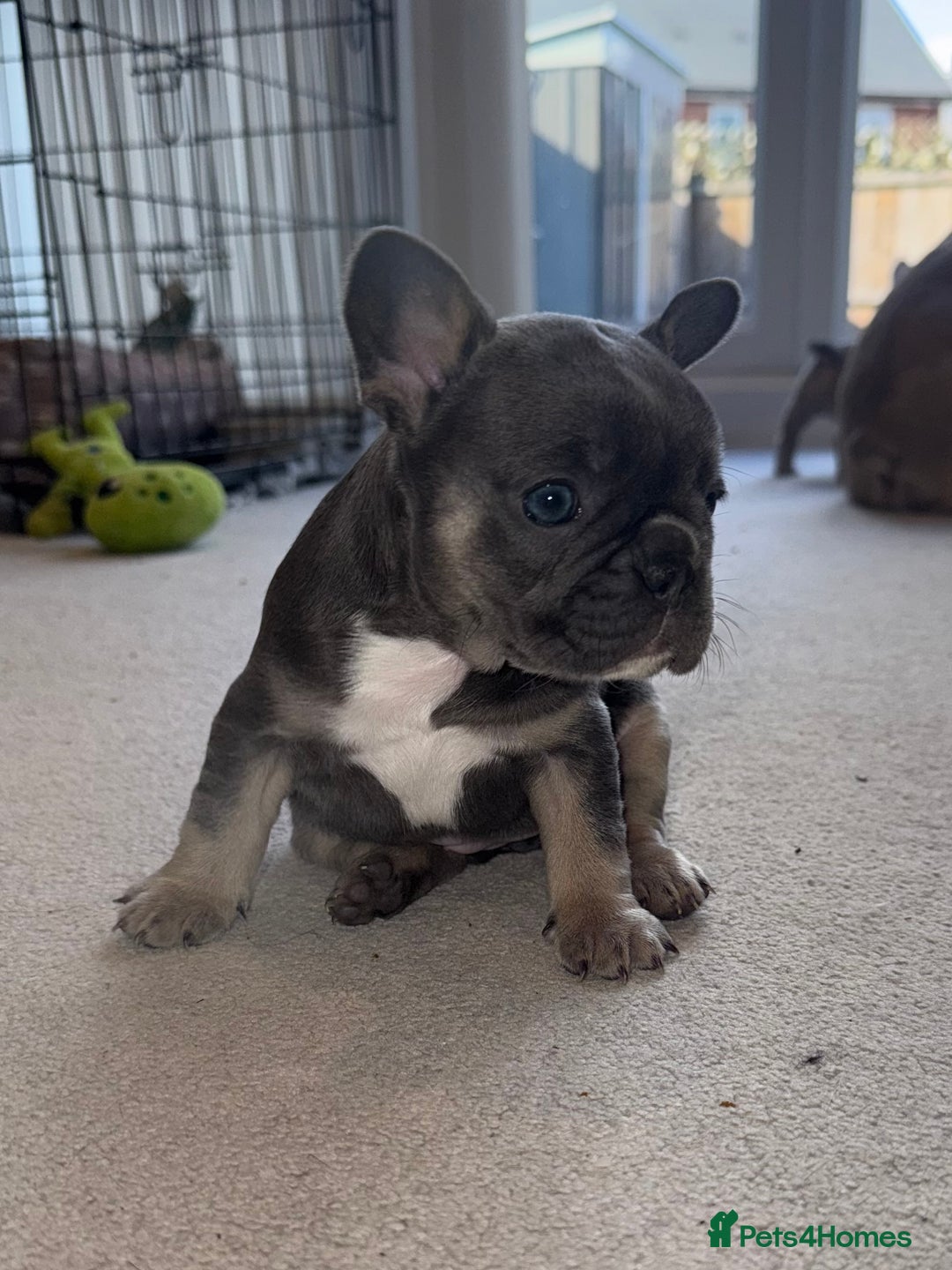 French Bulldog dogs for sale: Beautiful Boy Frenchie Puppy - Image 18