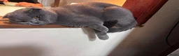 Scottish Fold cats for sale: 💙 Beautiful Blue Scottish Fold Girl - Advert 12