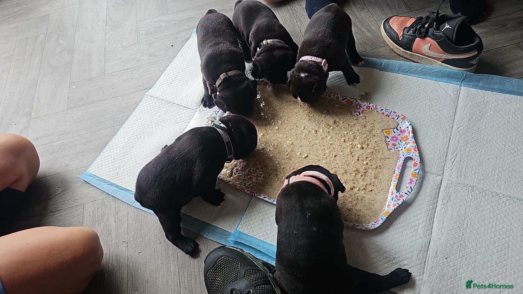 Mixed Breed dogs for sale: 🐾 French Bulldog × Olde English Bulldog Pups 🐾 - Advert 8