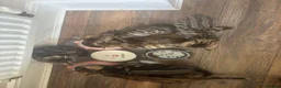 Bengal cats for sale: Kittens ready now  in Cramlington - Advert 16