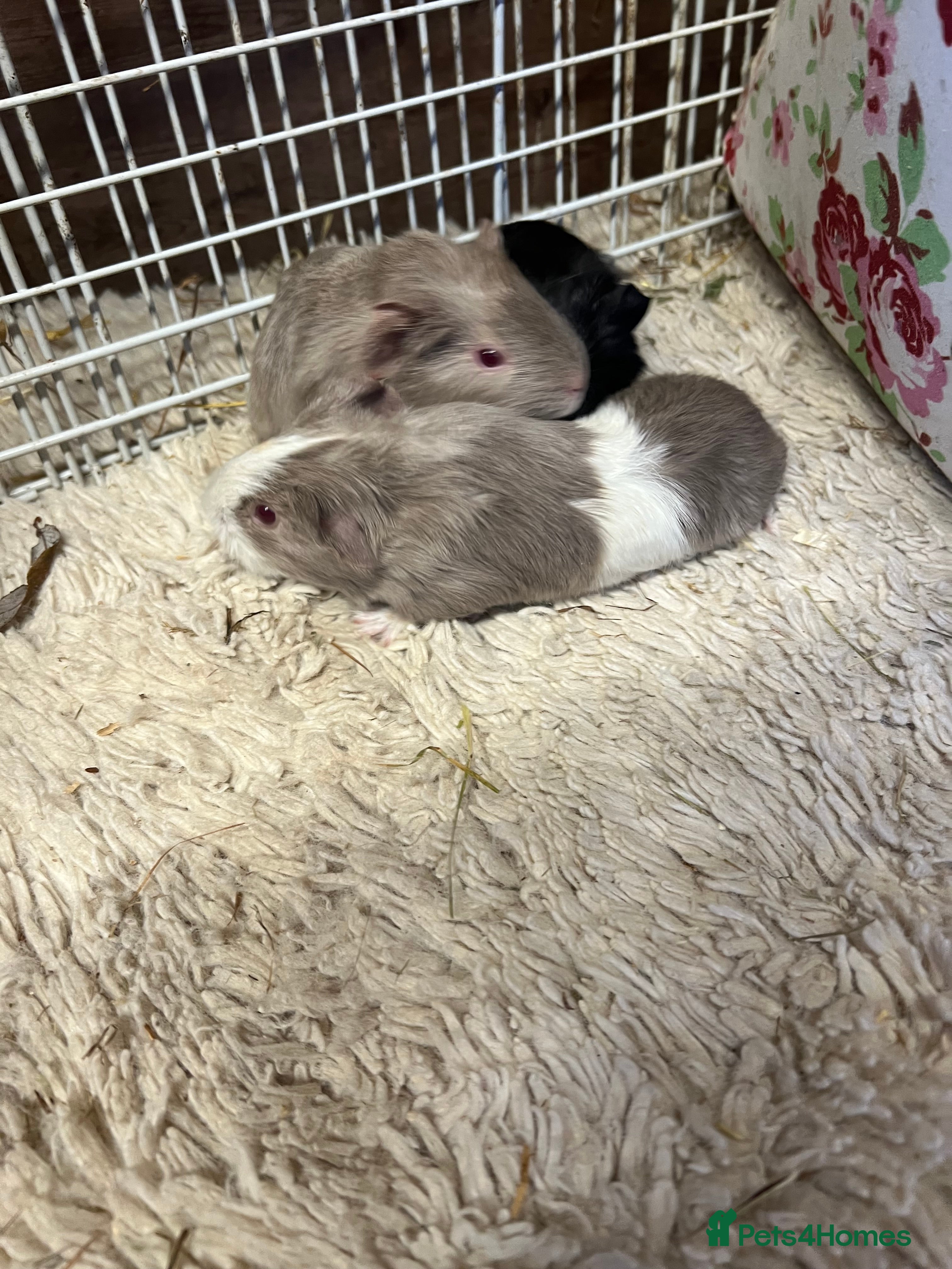 Guinea Pig rodents Baby guinea pigs for sale  - Advert 3
