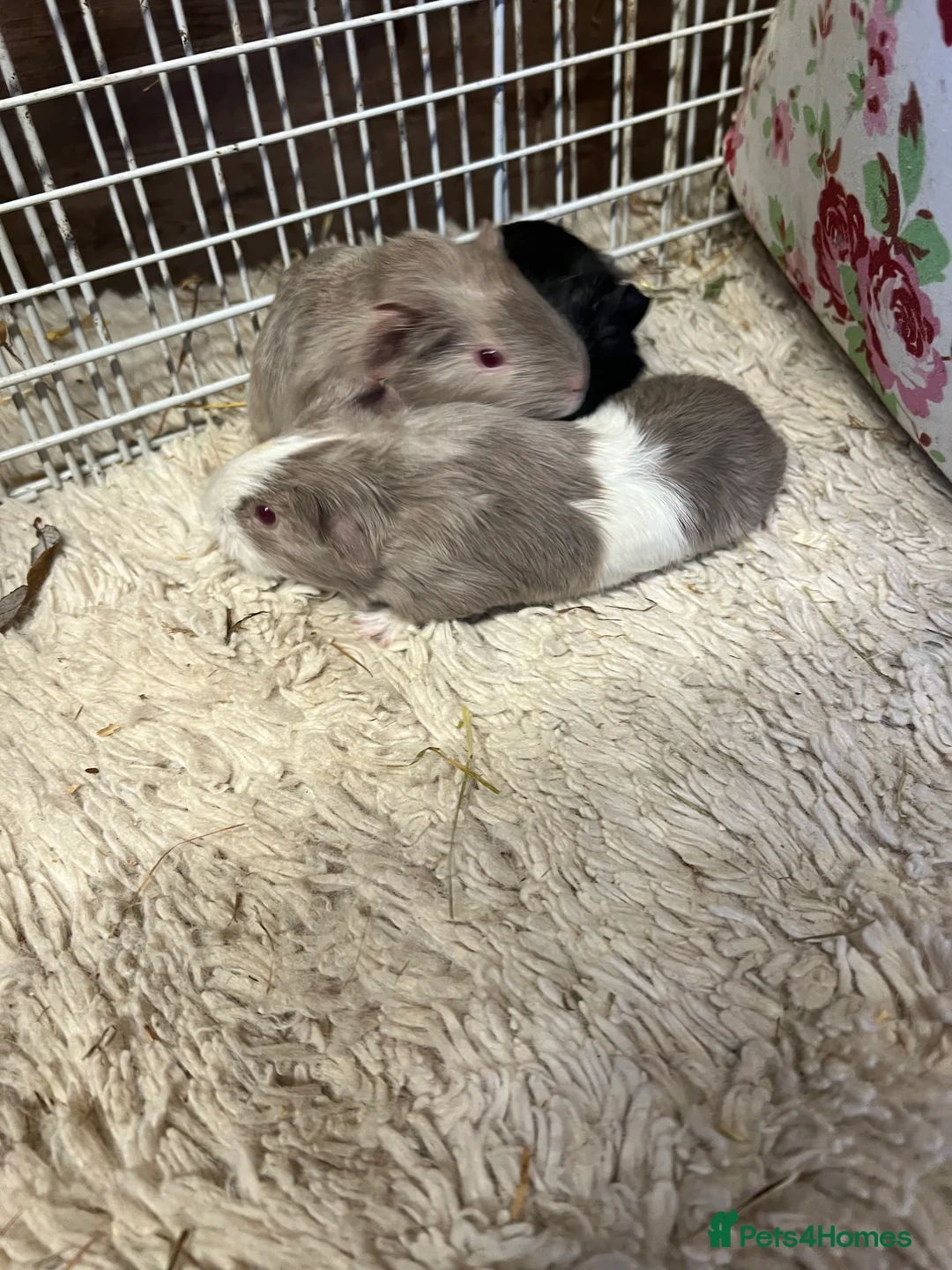 Guinea Pig rodents for sale: Baby guinea pigs for sale  - Advert 1
