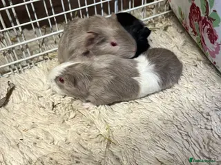 Guinea Pig rodents Baby guinea pigs for sale - Advert 1