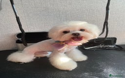 Maltese dogs for sale: Tiny Maltese Girl – Kennel Club Reg. - Image 7