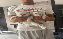 British Shorthair cats for sale: Gorgeous chunky Persian X British short hair - Image 1
