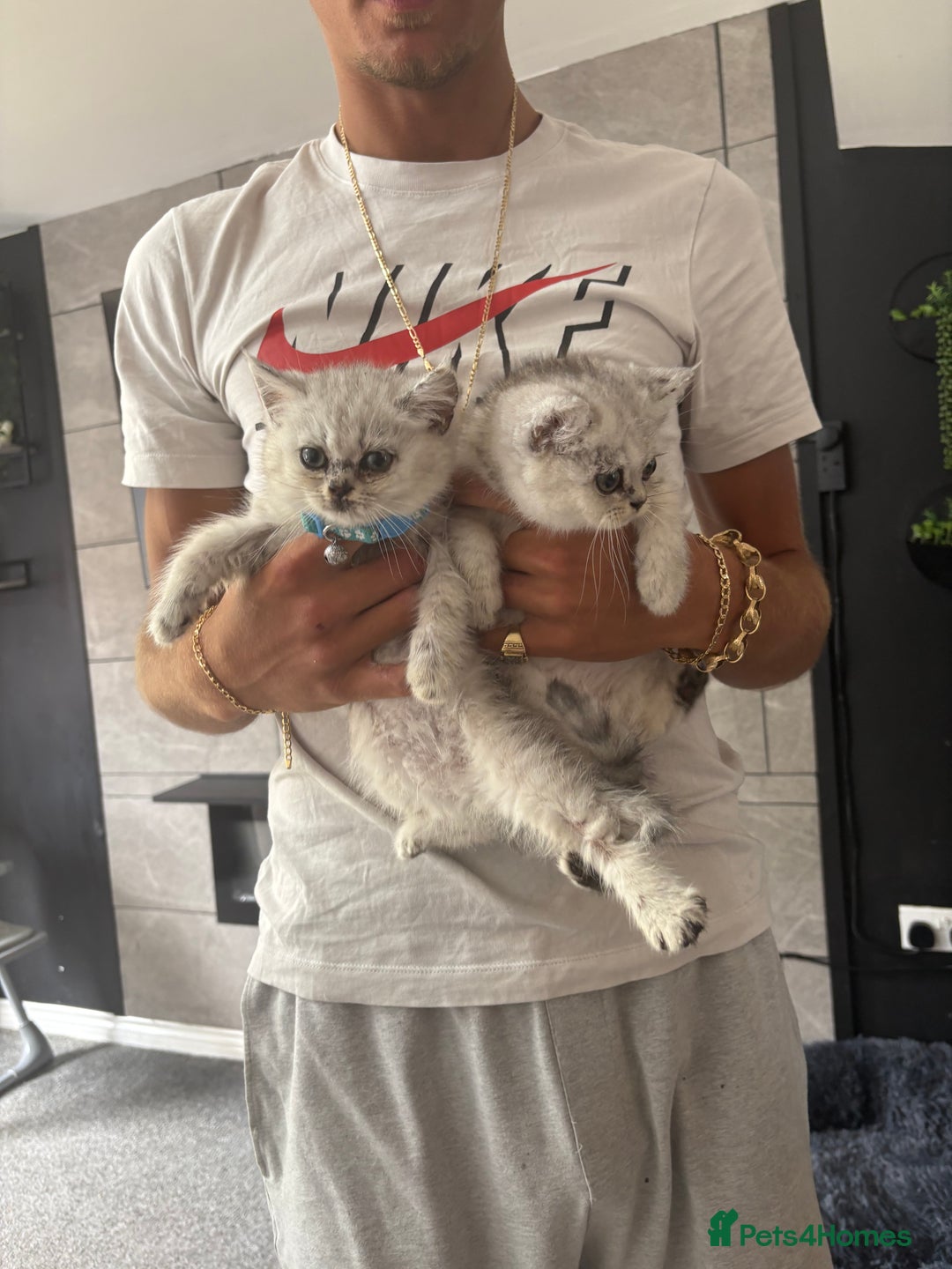 British Shorthair cats for sale: Gorgeous chunky Persian X British short hair - Image 1