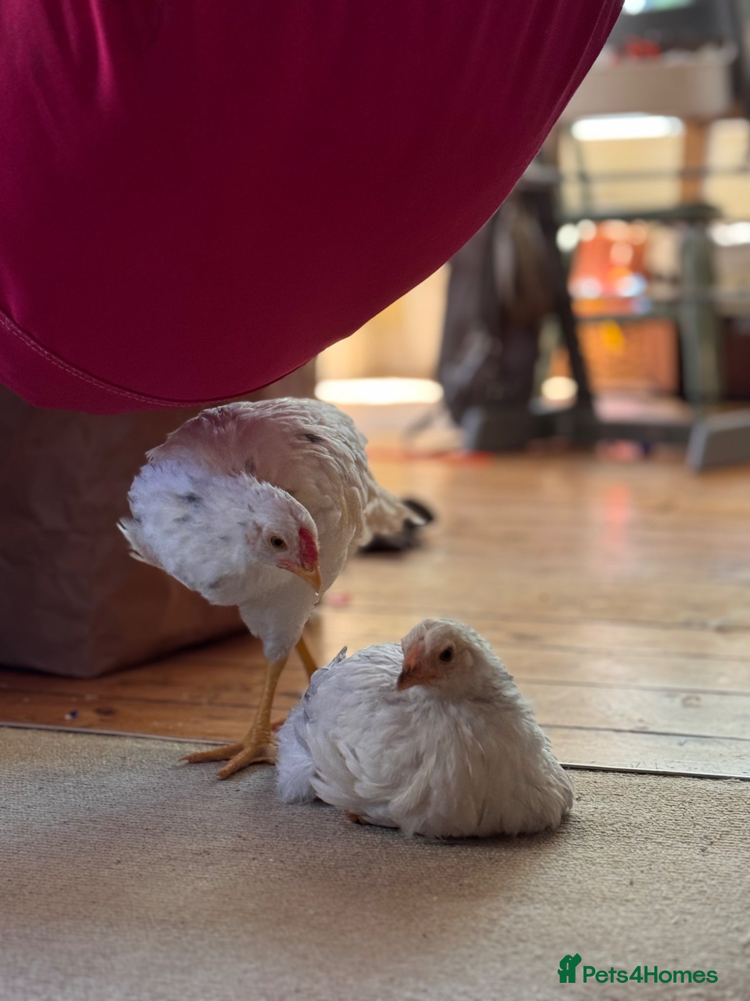 Chickens poultry 2 lovely chicks looking for a home  - Advert 1