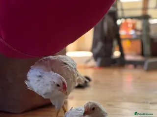 Chickens poultry 2 lovely chicks looking for a home - Advert 6