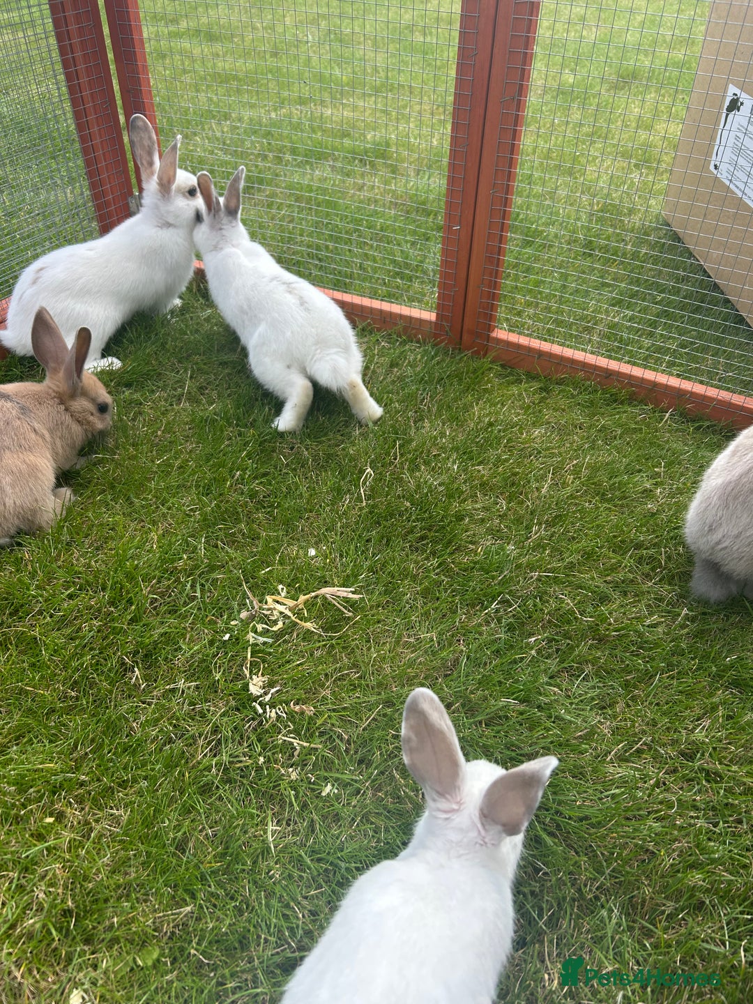 Mixed Breed rabbits for sale: 8 month old rabbits  - Image 5