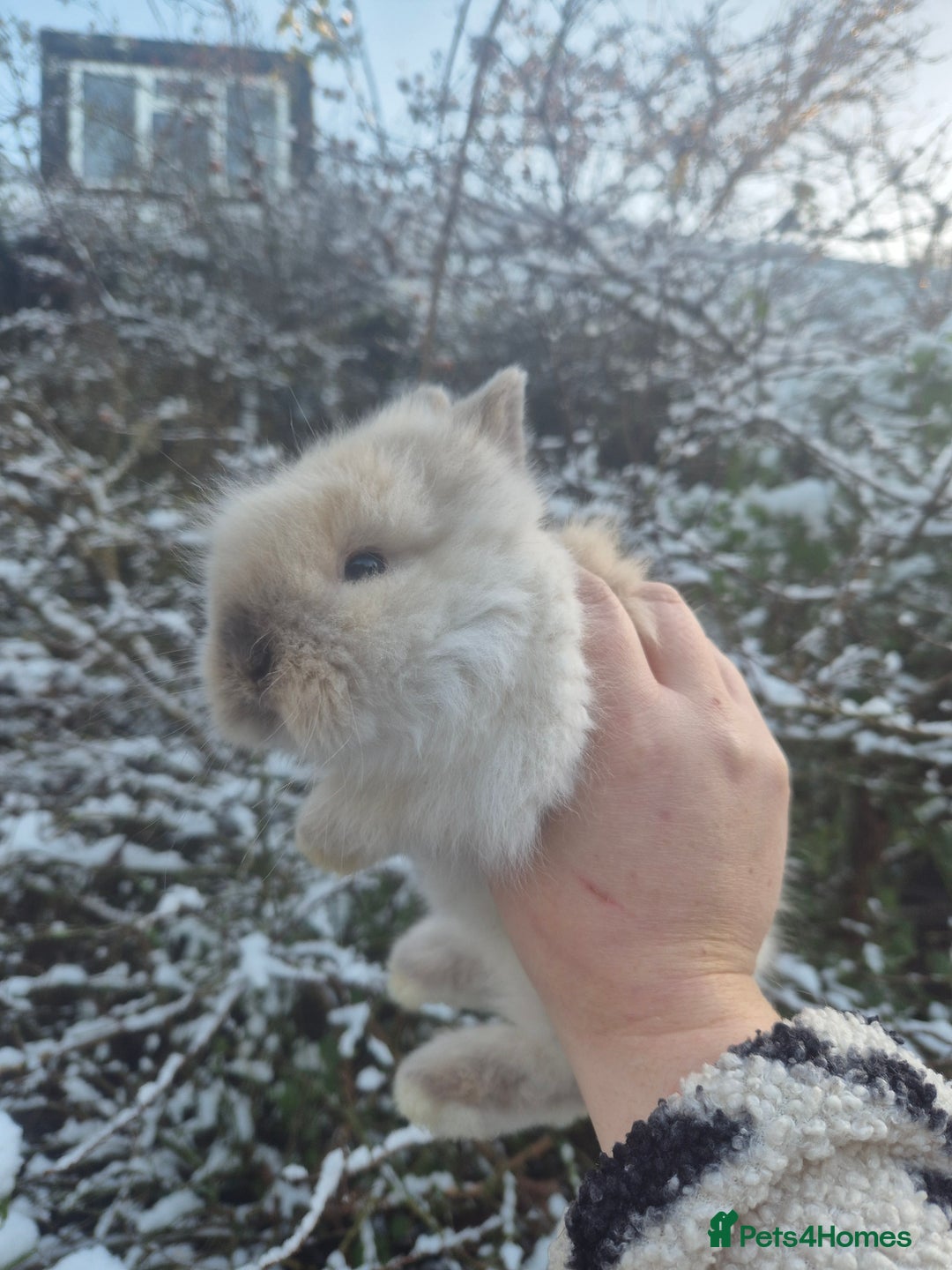 Angora rabbits for sale: 💖💙Ready in 2 weeks- Blue harli teddydwerg💙💖 - Advert 4
