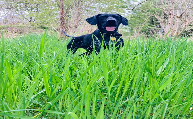 German Shorthaired Pointer dogs - Advert 1