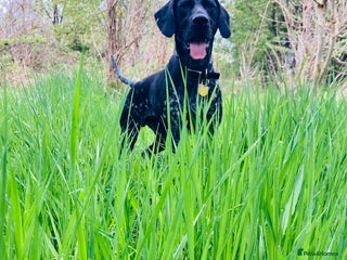 German Shorthaired Pointer dogs - Advert 13