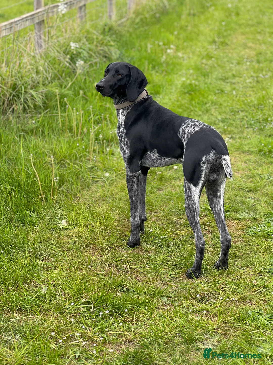German Shorthaired Pointer dogs for stud: KC Reg German Shorthair Pointer for Stud in Bridlington - Advert 6