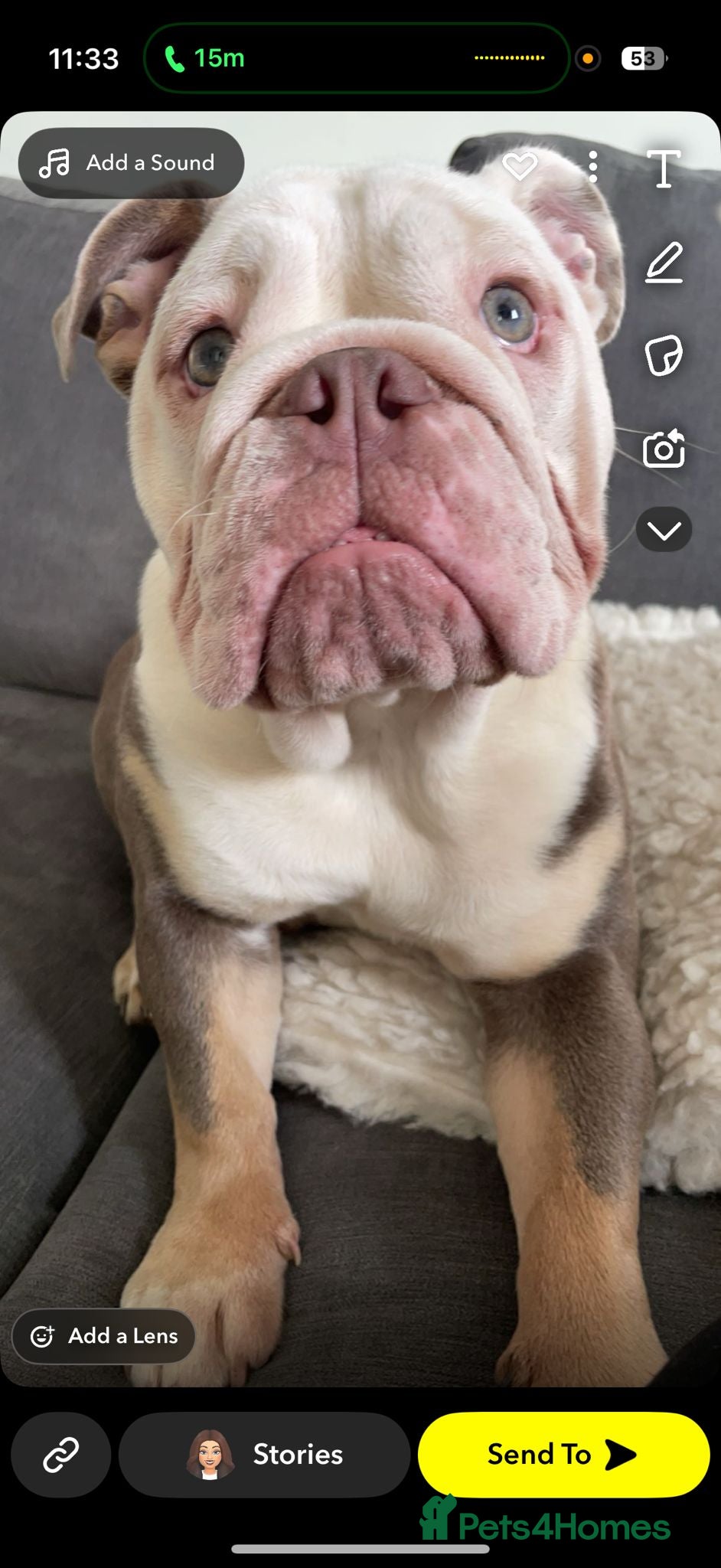 English Bulldog dogs Lady our birtsh bulldog  - Advert 1