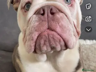 English Bulldog dogs Lady our birtsh bulldog - Advert 1