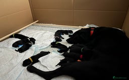 Mixed Breed dogs for sale: 13 Beautiful Labrador Cross Puppies for September  - Image 1