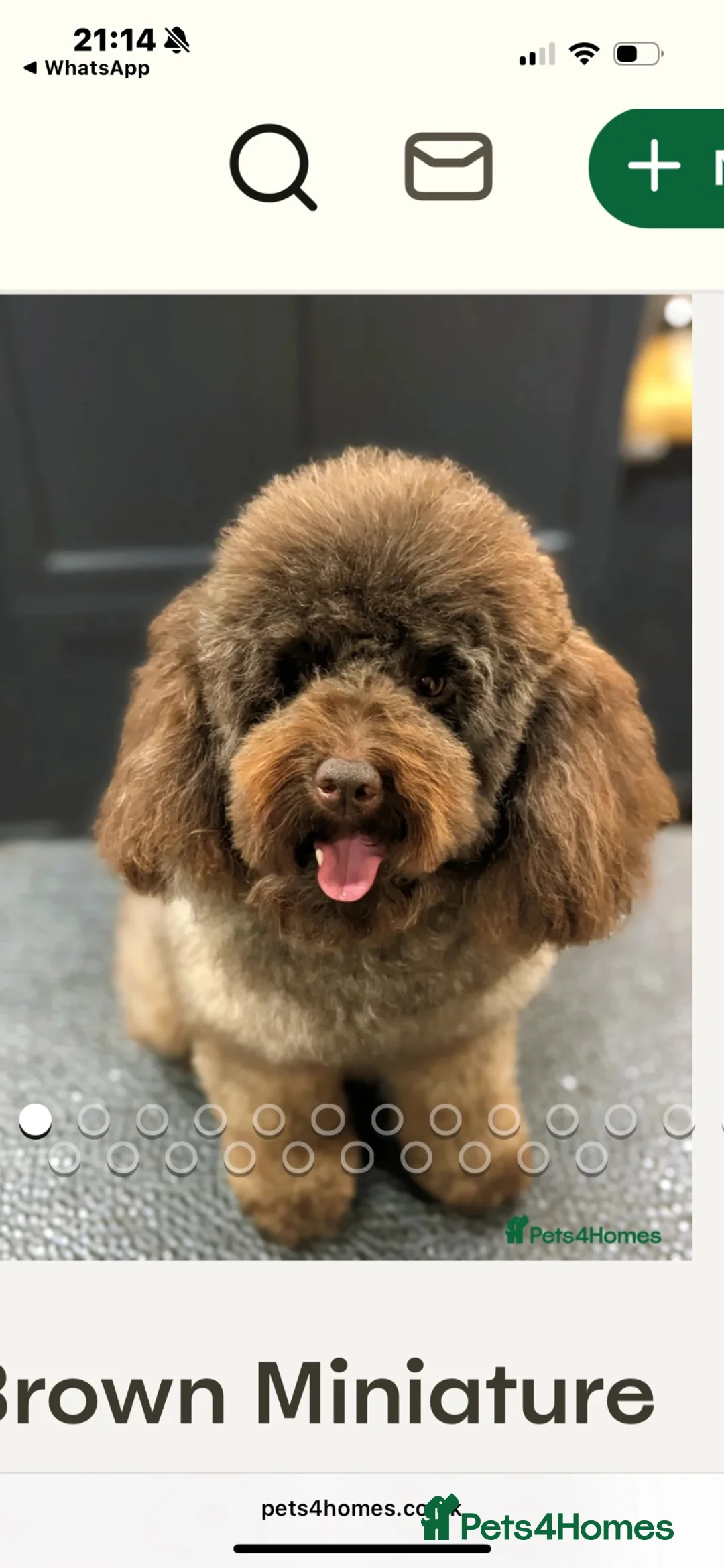 Cavapoo dogs for sale: F1B Cavapoo Puppies ⭐️- Health Tested Parents  - Advert 13