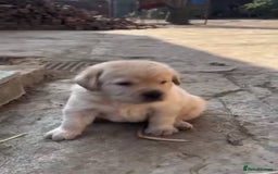 Labrador Retriever dogs for sale: !Family-Raised Black Labrador Puppies! - Image 7