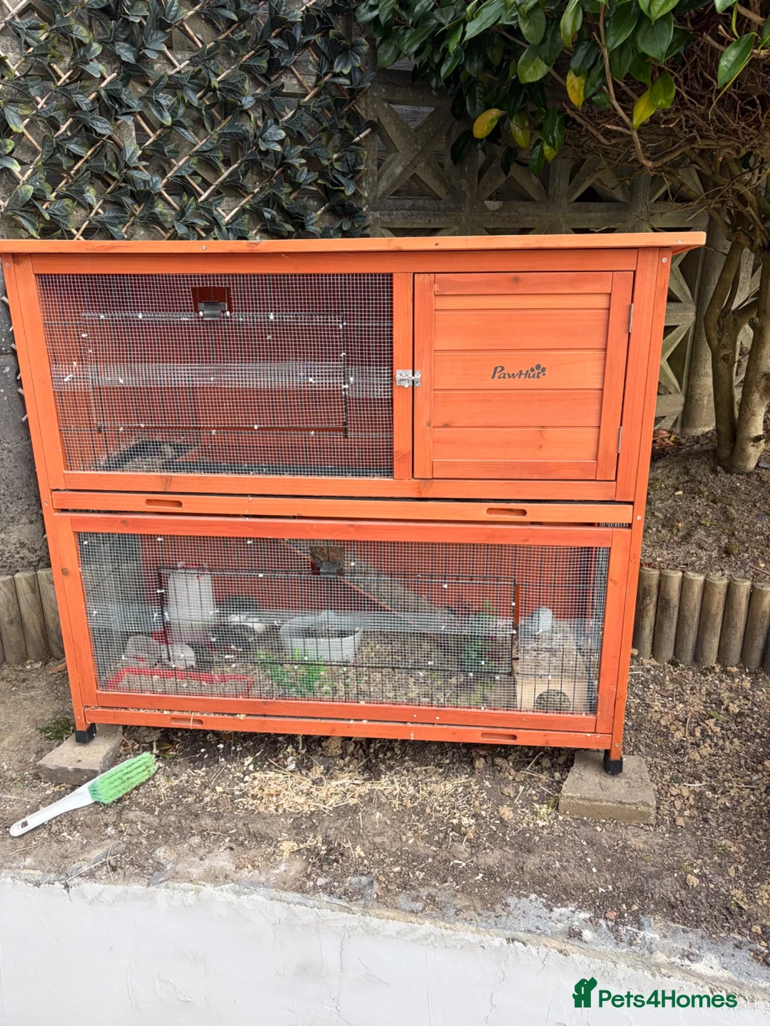 Quail poultry for sale: Button quail  in Haywards Heath - Advert 2