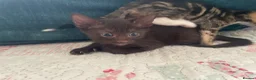 Mixed Breed cats for sale: Siamese x Maine coon kittens - Advert 9