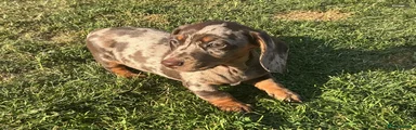Miniature Dachshund 1