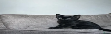 tabby kitten