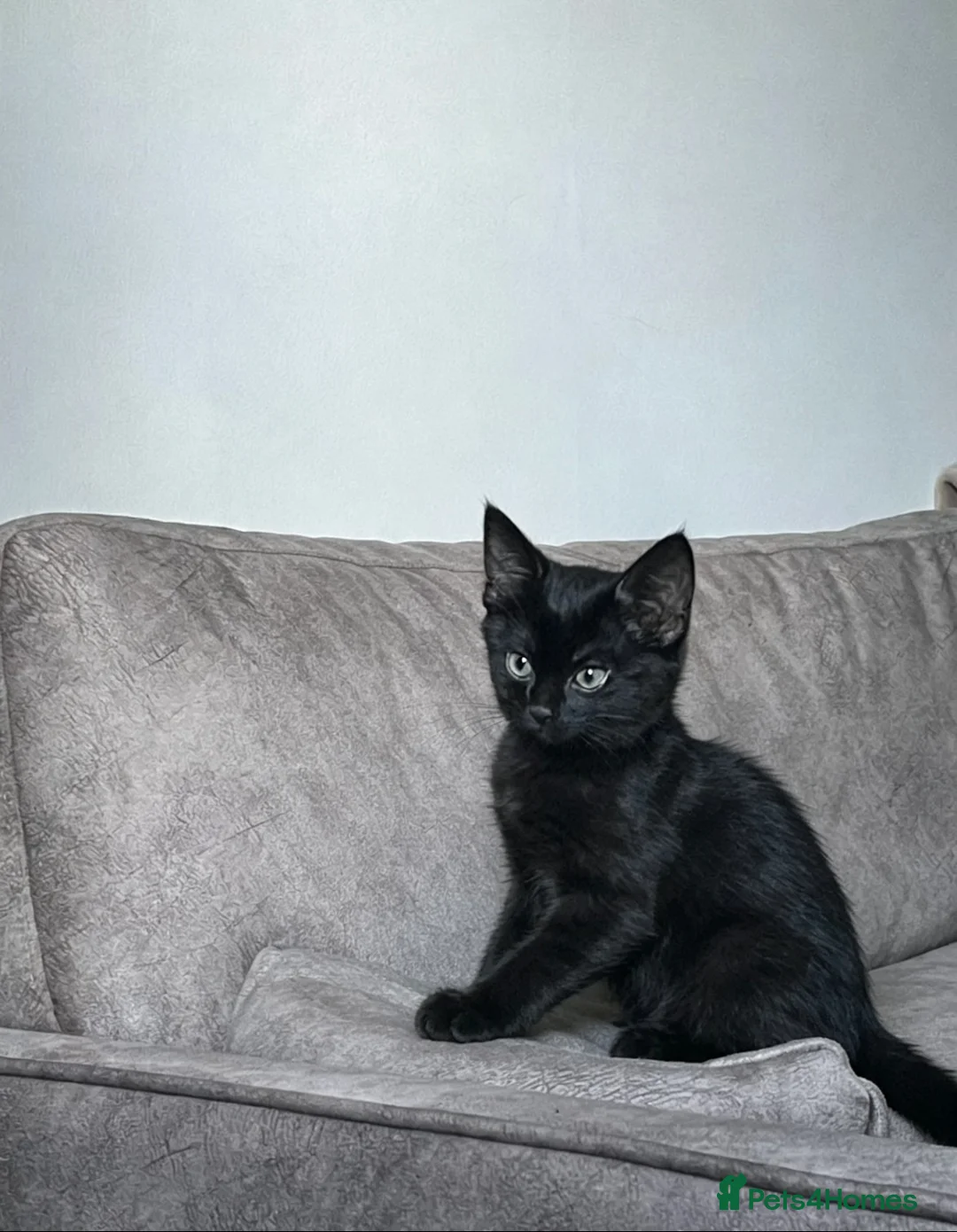 Mixed Breed cats for sale: kittens ready for their new homes (ALL MALE!!) - Advert 2
