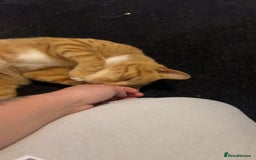 Mixed Breed cats for sale: Male ginger cat  - Image 2