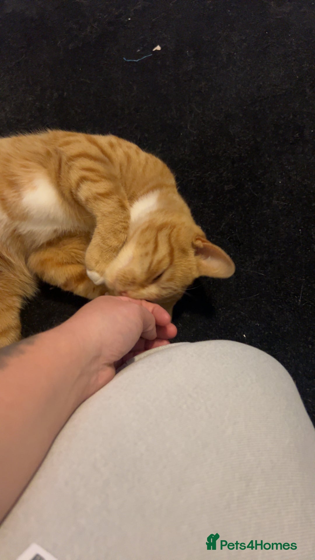 Mixed Breed cats for sale: Male ginger cat  - Image 2