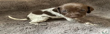 German Shorthaired Pointer Puppy 7