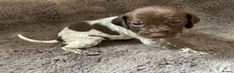 German Shorthaired Pointer dogs for sale: Pure GSP Puppies for sale!  - Advert 9