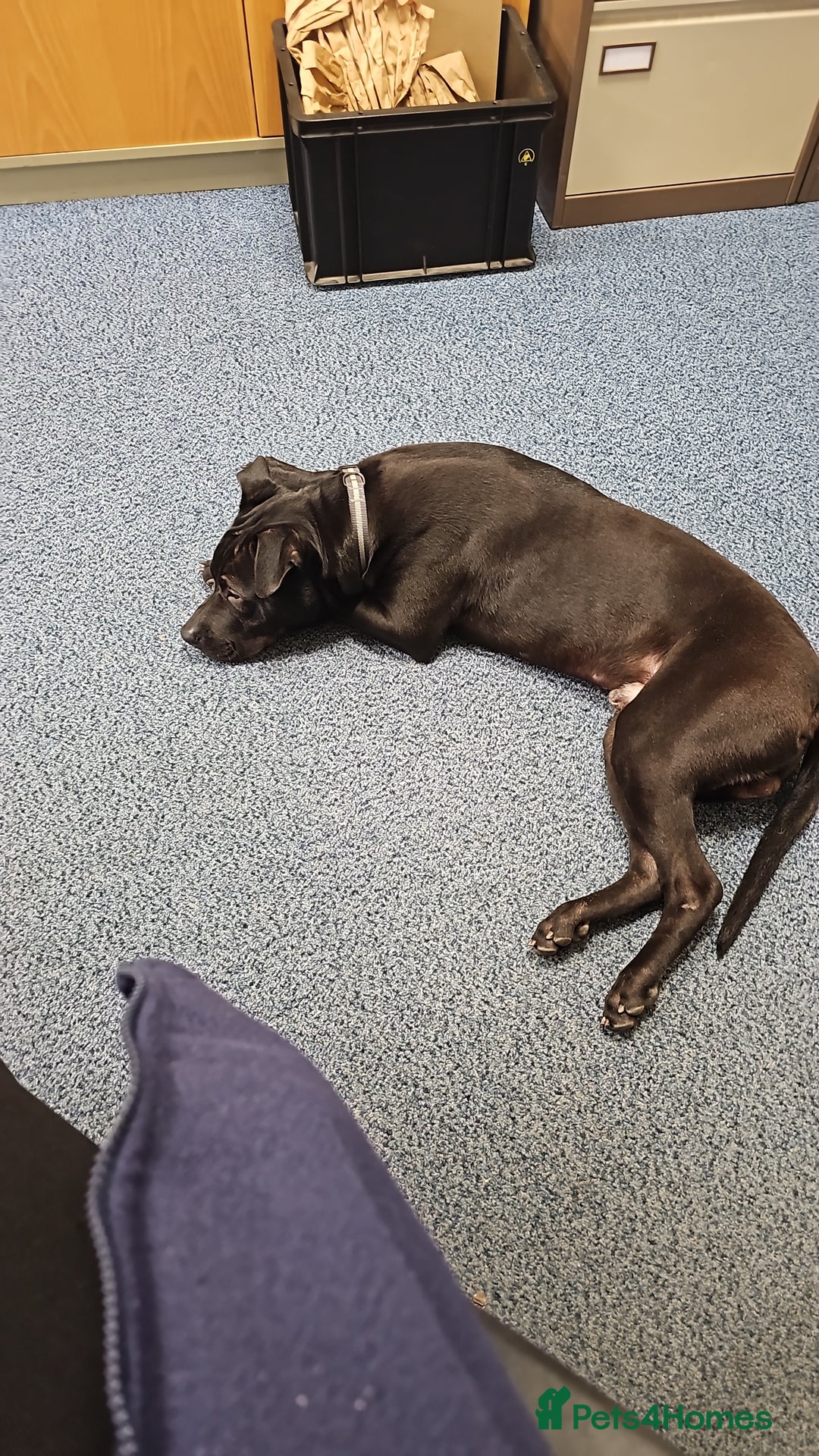 Mixed Breed dogs for sale: Mixed breed for sale - Advert 3