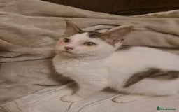 Mixed Breed cats for sale: Cute kittens for sale with goodie bag - Image 9