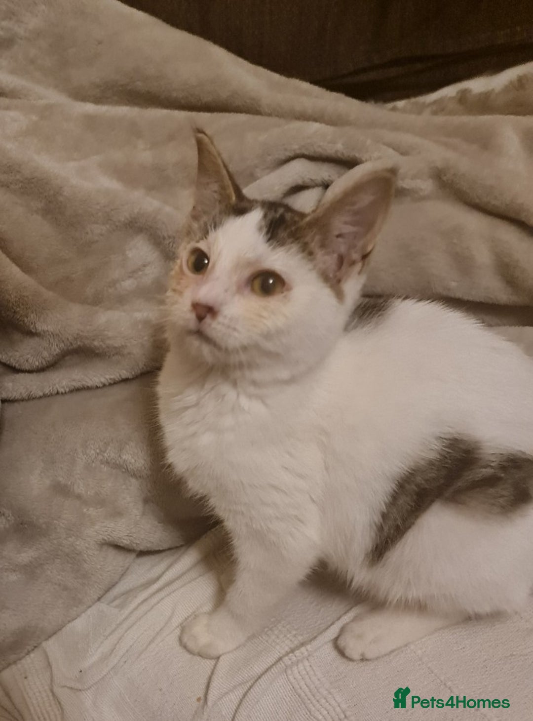 Mixed Breed cats for sale: Cute kittens for sale with goodie bag - Image 9