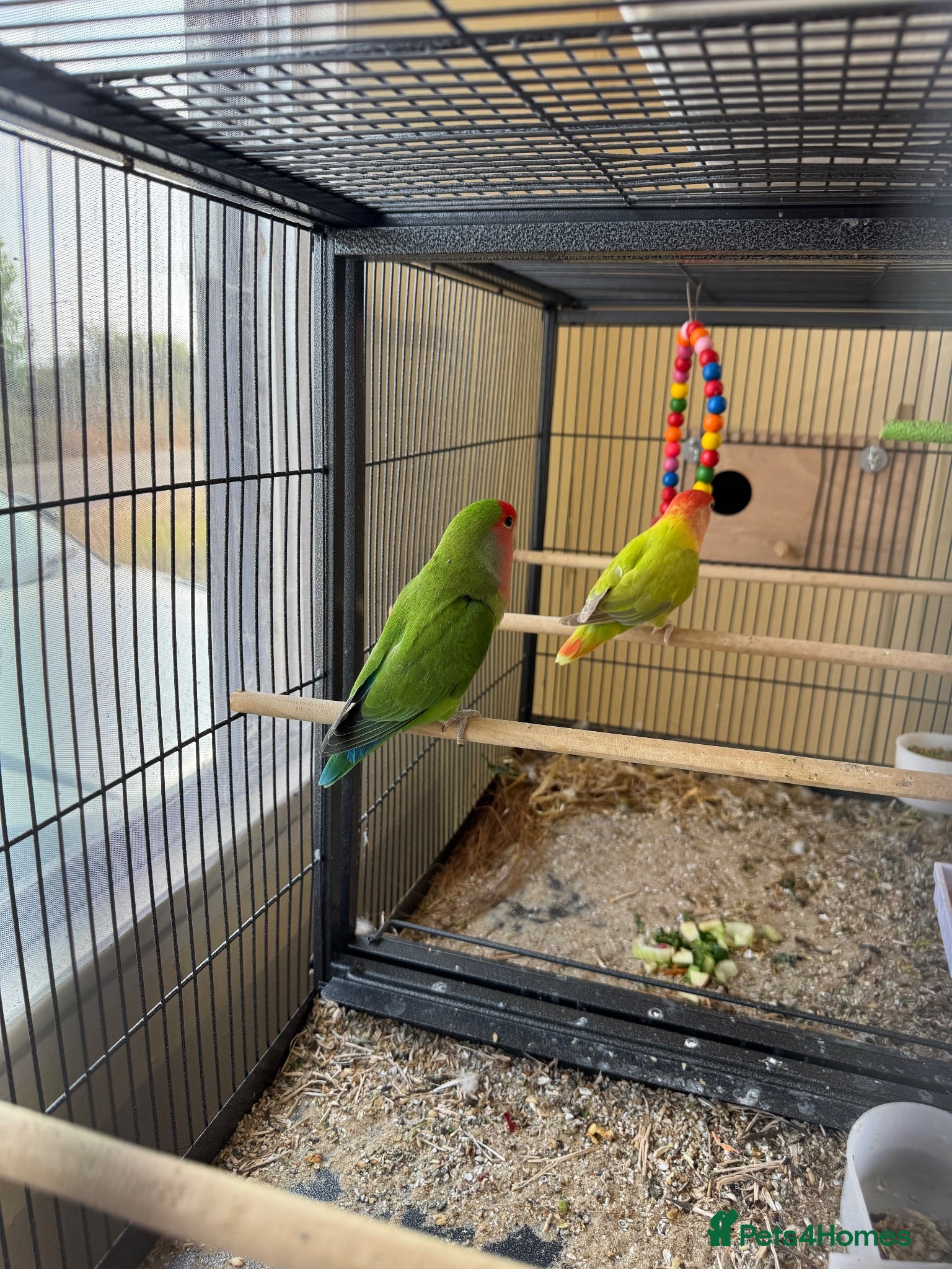 Lovebirds birds Bonded pair of peach face lovebirds - Advert 2