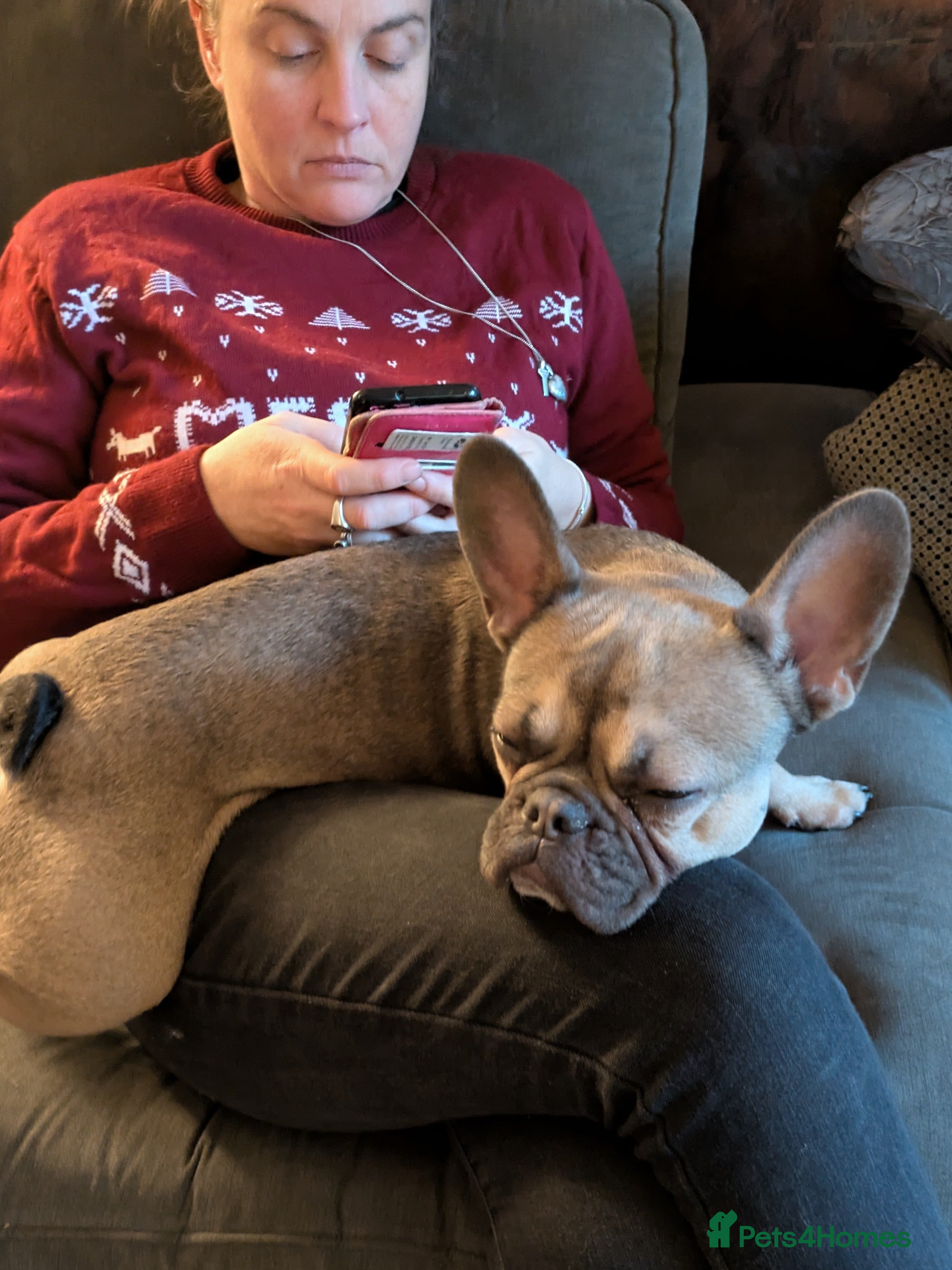 French Bulldog dogs Female Frenchie 1.5 years old - Advert 2