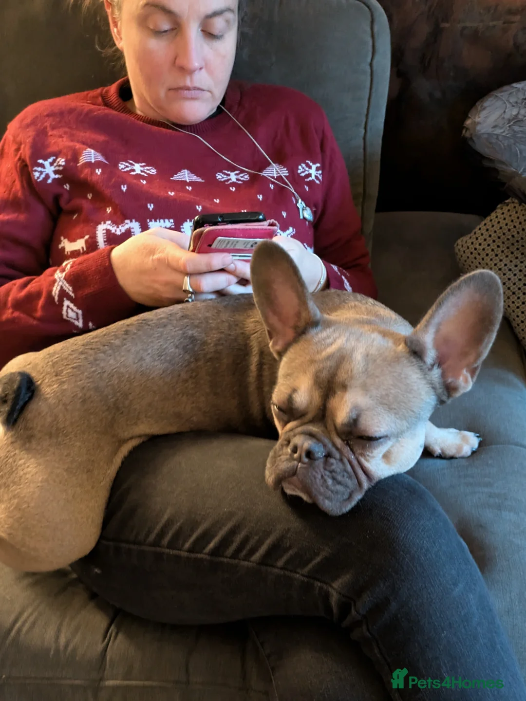 French Bulldog dogs for sale: Female Frenchie 1.5 years old - Advert 1