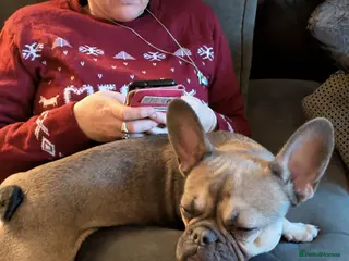 French Bulldog dogs Female Frenchie 1.5 years old - Advert 2