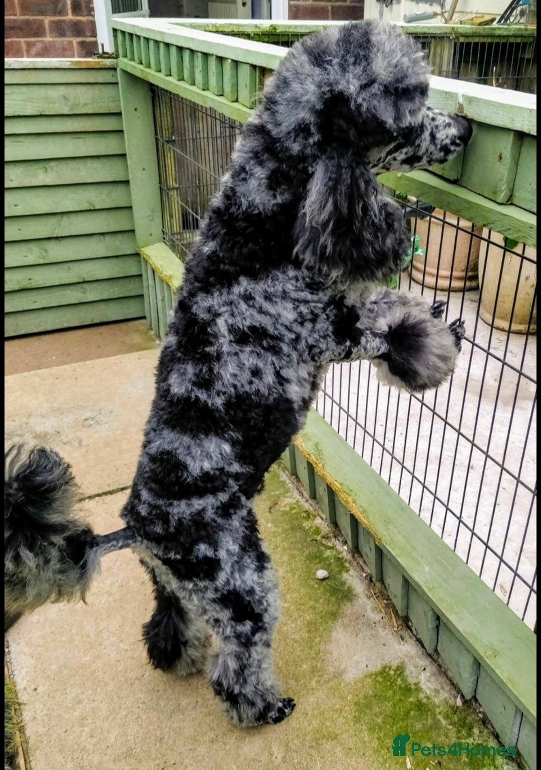 Poodle dogs for stud: Stunning Well Proven Miniature Merle Poodle in Newcastle - Advert 2